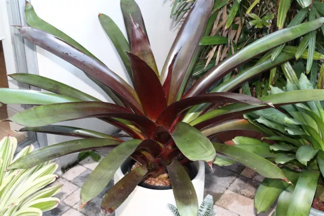 RARE 12 graines de VRIESEA SANGUINOLENTA (Broméliacée)WERAUHIA H911 SEEDS SAMEN