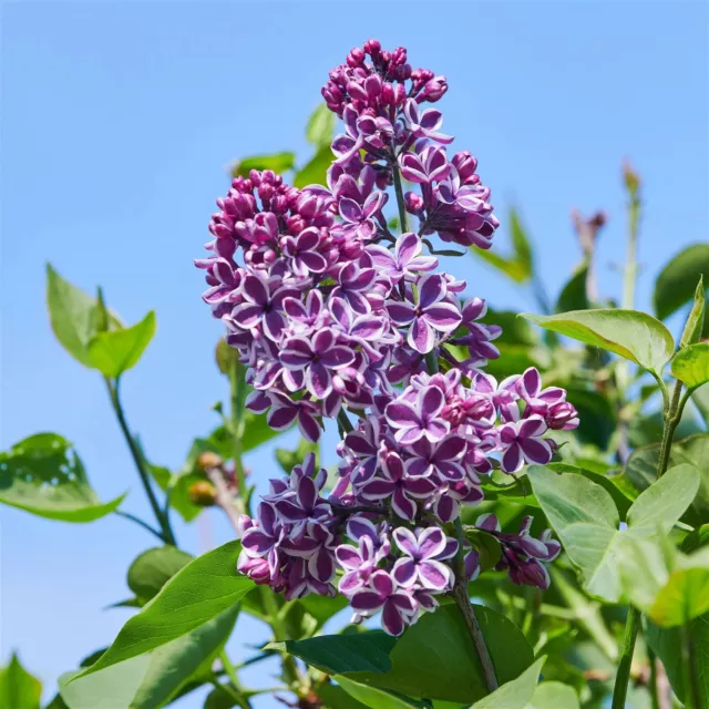 Flieder Edelflieder / Syringa vulgaris 'Sensation'  - im Container