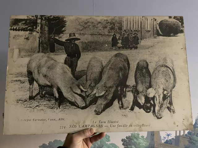 Le Tarn Illustré Agrandissement de Carte Postale Ancienne Les Cochon Boucherie