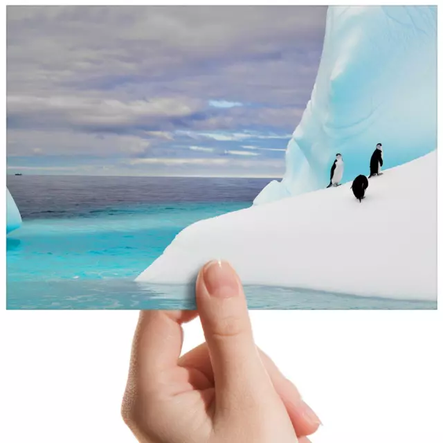 Penguin Iceberg Antarctica Small Photograph 6" x 4" Art Print Photo Gift #13281