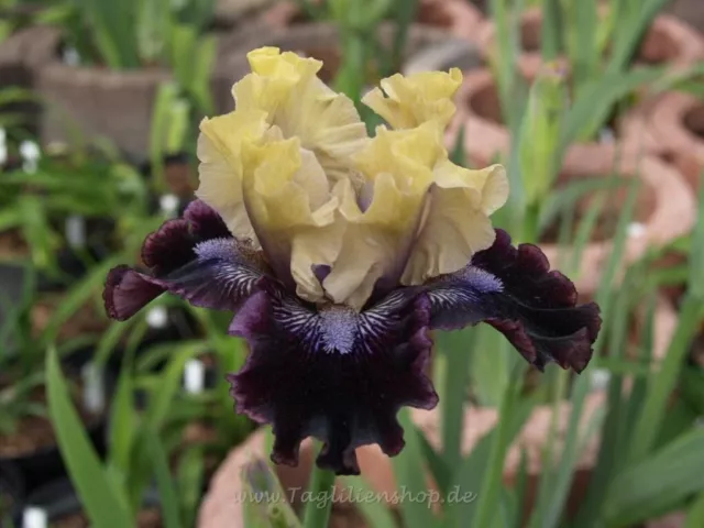 Schwertlilie / Iris " I'm Wicked "