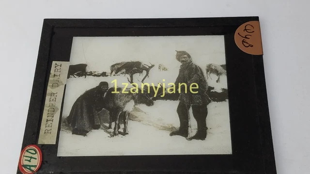 QYB Glass Magic Lantern Slide Photo A40 REINDEER DAIRY