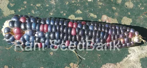 Corn Clico Blue - A Beautiful Blue Colored Corn Variety!!! - 5 Seeds