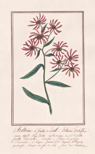 Sternwolkenaster Boltonia Botanik Blume flower botany Aquarell drawing 1830