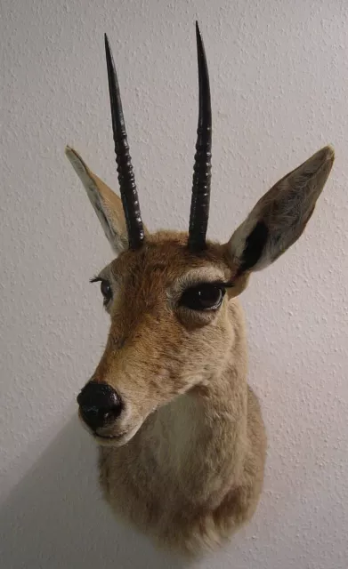 Vaal Rhebock Präparat - Pelea capreolus - Südafrika - Jagd Dekoration Taxidermy