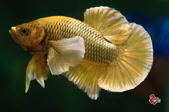 Pair! Live Betta fish Copper Yellow Dumbo Male & Female Hmpk #D951 from Thailand