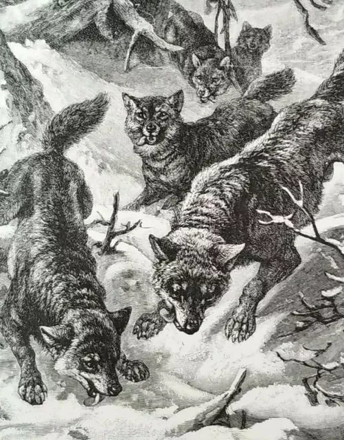 PACK OF WOLVES HUNTING Authentic 19th Century 1885 LITHOGRAPH PRINT Specht