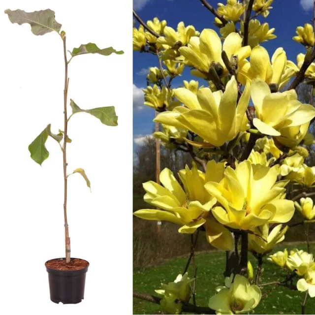 Magnolia 'Daphne' Yellow NEW Rare Variety XXXL 3Lt Pot Tree Plant to Your Door