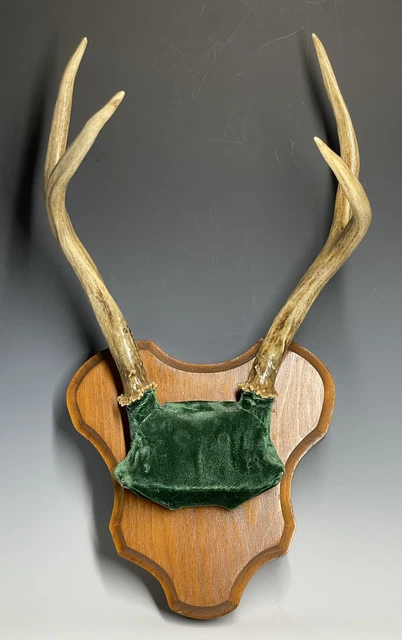 Whitetail Deer Four Point Antler Rack Wall Mount Taxidermy 4 Point