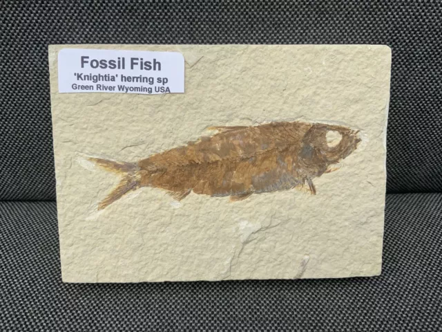 Detailed Fossil Fish Specimen Green River Formation, USA Knightia Sp (Herring) 2