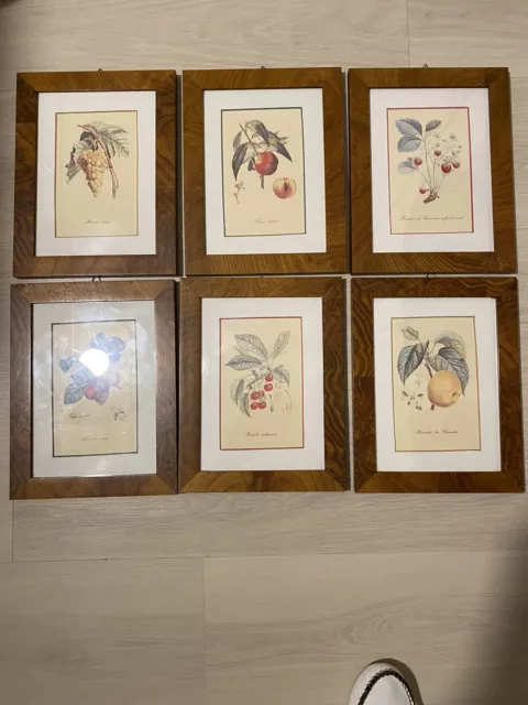 Set 6 Stampe Antiche Artistiche Vintage d’arte botanica Frutti,cornice in legno
