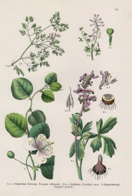 Fumitory Hollow Corydalis Solida Caper Lithography From 1909 Botany
