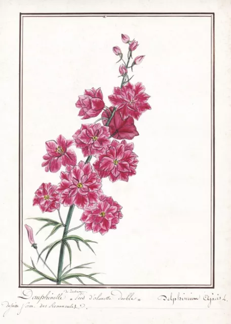 Delphinium Ajacis Dauphinelle Fleurs Flower Botany Aquarelle Drawing 1830