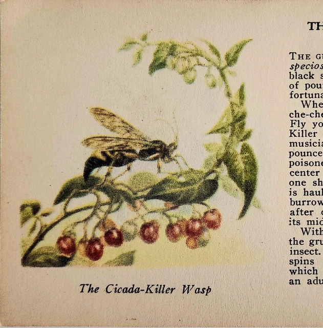 1927 Cicada Killer Wasp &Giant Water Bug Insect Print 1st Edition 3.25x5"