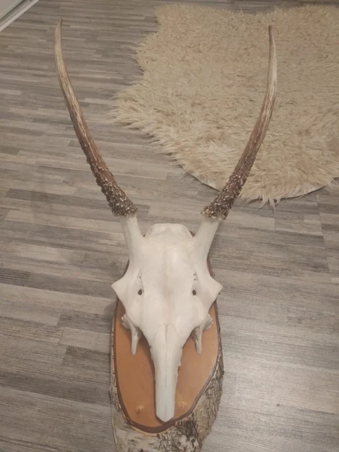 Trophées de chamois rares avec des cornes anormales | Taxidermie alpine Trophées de chamois rares avec des cornes anormales | Taxidermie alpine