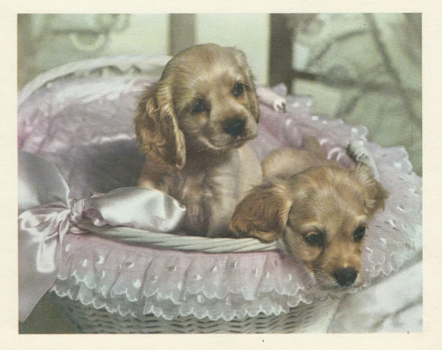 PACK OF 5 Happy Christmas Vintage Greeting Cards Cocker Spaniel Merry Puppy Dogs