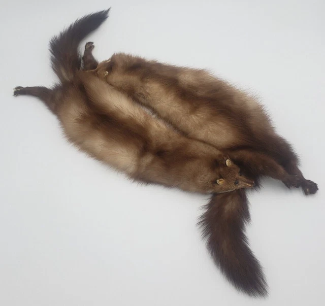 2 Real Stone Marten biting tails Sable Fur Genuine natural 2 Real Stone Marten biting tails Sable Fur Genuine natural