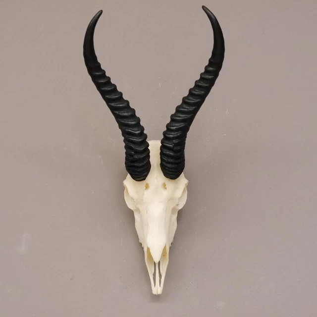 Gacela Antílope Trofeo de Calavera Con Toda Nariz Y Ganzem Upper Jaw