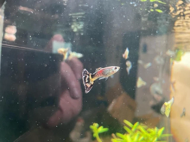 5 Assorted Male Guppy Guppies LIVE FISH Read Description home bred in Florida