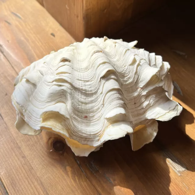 6” Ruffled Clam Shell Tridacna Gigas Sea WHOLE Shell Set