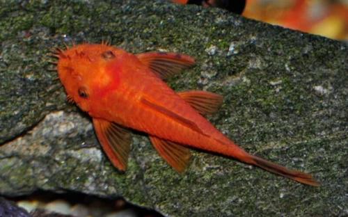 1 Super Red Bristlenose Pleco 1 to 2 Inch  NO BLEMISH.
