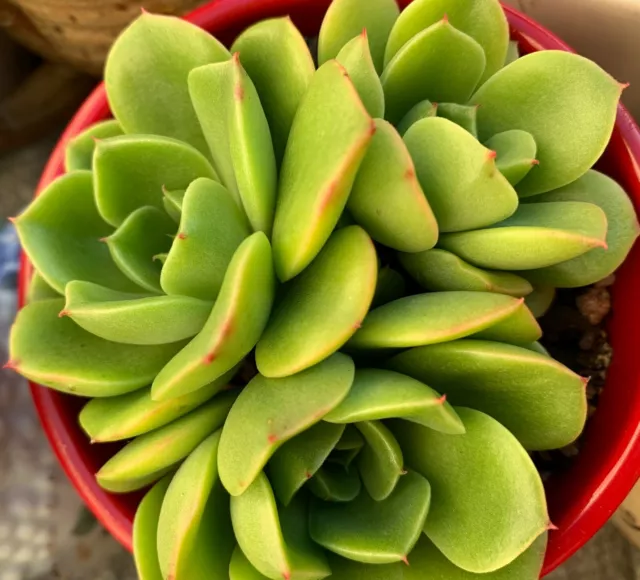 Succulent CUTTING - Sedeveria Rolly