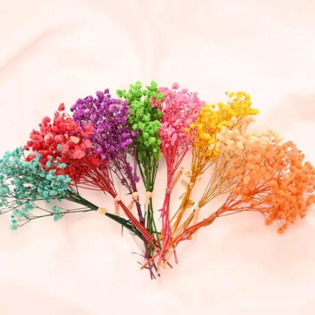 Natural Babysbreath Fresh Mini Babysbreath Dry Flowers Dried Flowers} T4U2