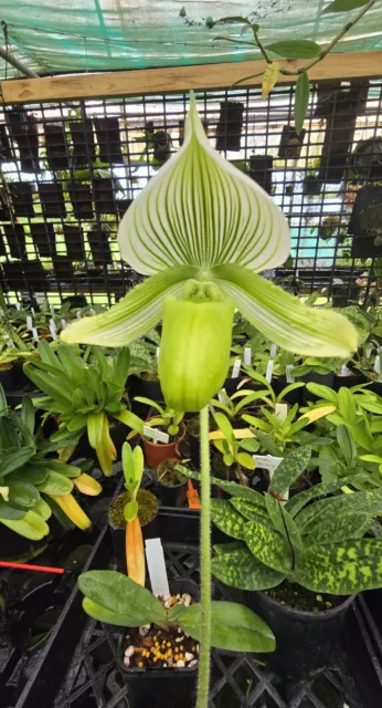 Orchid -Paphiopedilum In Charm Silver Jewel X Yung Jia Century