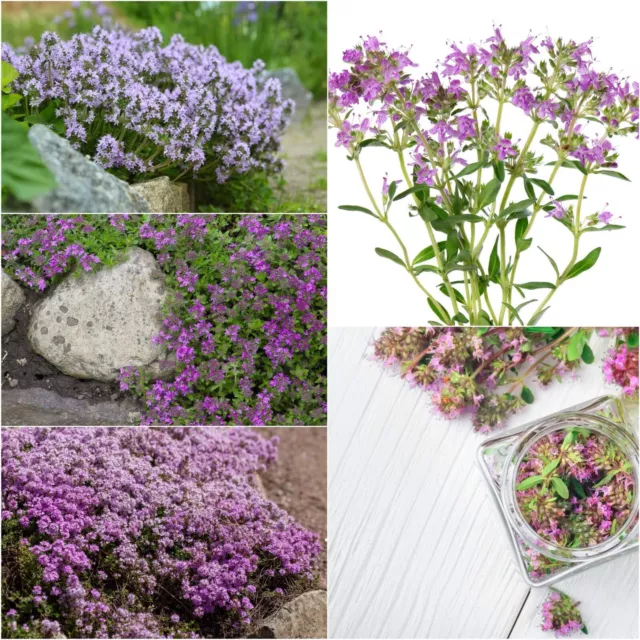 CREEPING THYME 50+ Seeds PERENNIAL CULINARY herb garden GROUND COVER medicinal