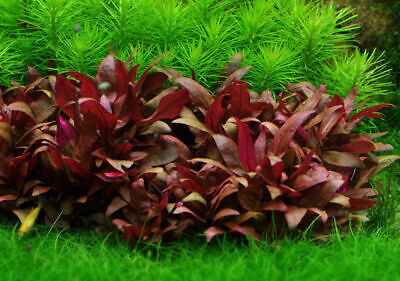 3 stems Alternanthera Reineckii 'Mini' fresh live aquarium plants