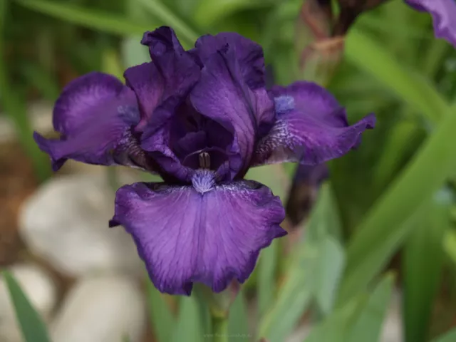 Schwertlilie / Iris " This and That "