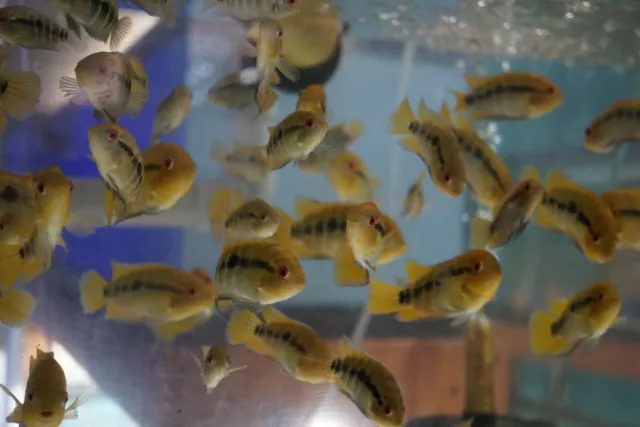Rainbow cichlid