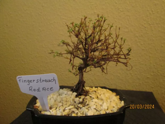 ( 22 )  Prebonsai Fingerstrauch Red Ace