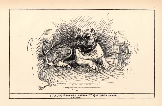 Antique Bulldog Print 1912 R H Moore Barney Barnato Bulldog Art Print 5215j