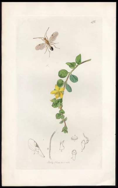 1832 Curtis British Entomology Insect Antique Print Leiophron Apicalis