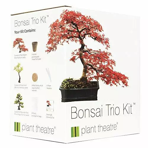 Mini kit prêt à pousser bonsai