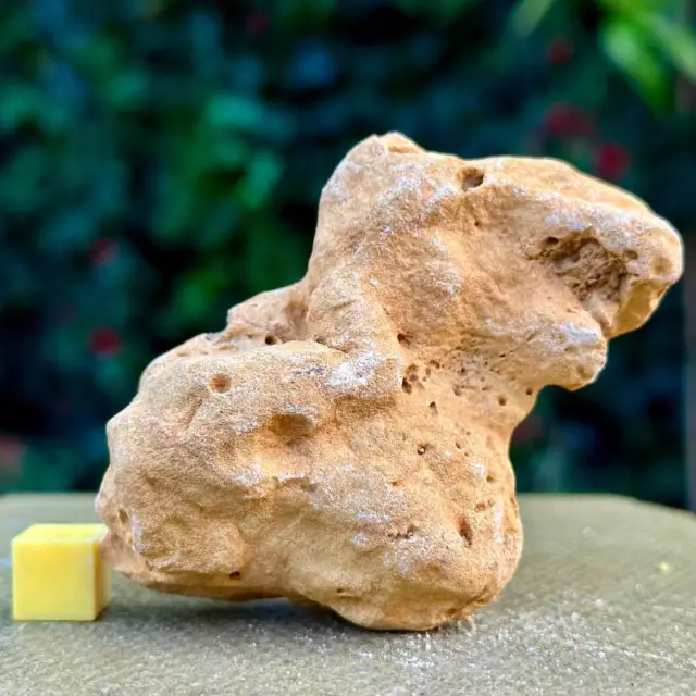 Jurassic Coral Fossil from Wiltshire, UK - Genuine Fossils for Sale