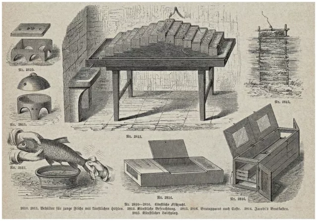 Fisch, Fischzucht, Fischzüchter, Fischhändler - Lot 3 Holzstiche 1880-1895 2