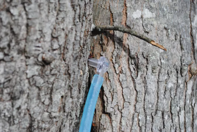 Clear w/ Check Valve Maple Sap Tree Spiles Spout / Taps + 2' Hose 5/16" Pick Qty