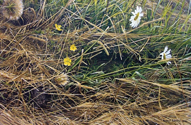 Robert Bateman Mowed Meadow - Daisy