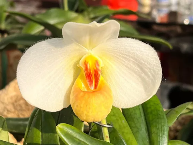 THA Orchid species  Paphiopedilum emersonii #3- Hight Fragrant
