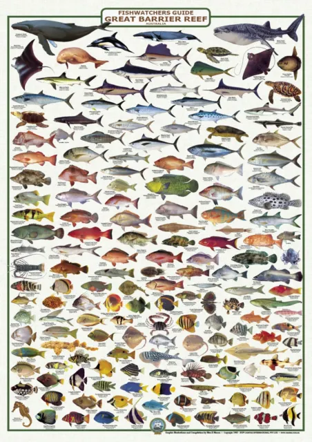 Australian Fish Identification - Great Barrier Reef -LAMINATED CAMTAS WALL CHART