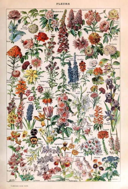 Adolphe Millot Vintage Flower Print, French Botanical Wall Art Print Poster