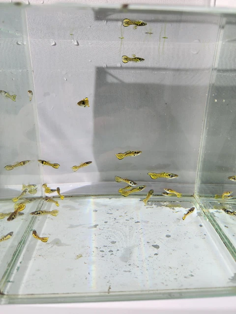 Yellow Tiger Endlers Peaceful Colorful Schooling Freshwater Aquarium Fish