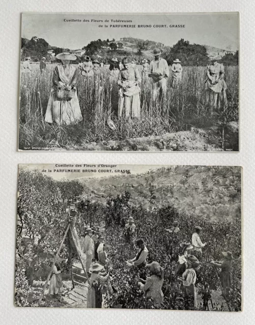 Carte postale Parfumerie Bruno Court Grasse Cueillette Des Fleurs De Tubéreuses