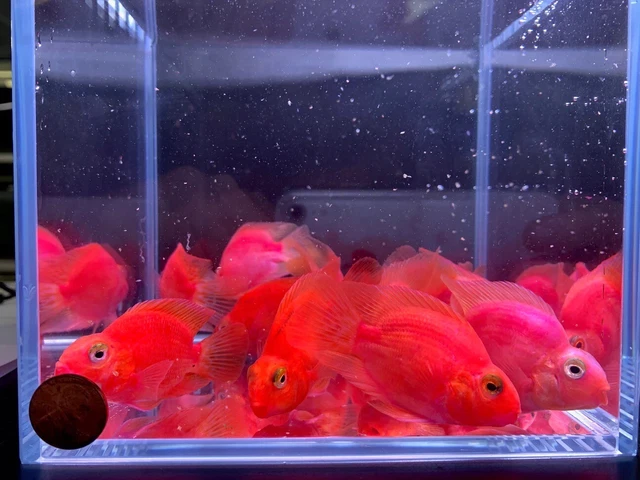 1 Live Purple Blood Parrot Cichlid High Quality Tropical Fish- GRADE A+