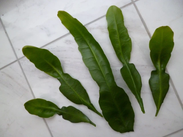 5 EPIPHYLLUM BLATTKAKTEEN Steckling Ableger gelb EUR 5,00 - PicClick DE