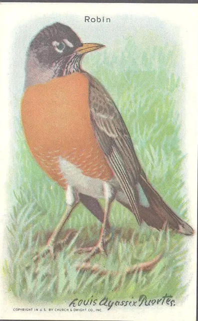 Church & Dwight - Useful Birds of America, 9th Series - 8 - Robin