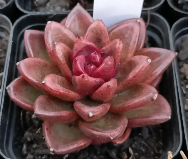 xGraptoveria black 'Avocado Cream 7cm 2