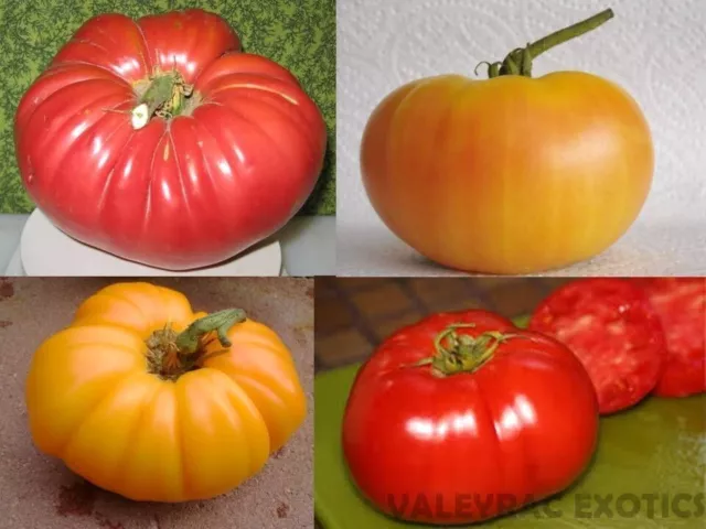 Giant Tomato package - TOMATEN PAKET - 4 varieties - 35+ Seeds - Samen - V 137